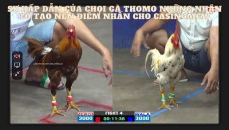 Chọi Gà Thomo Cập Nhật Trực Tiếp Các Trận Đá Gà Tại MCW